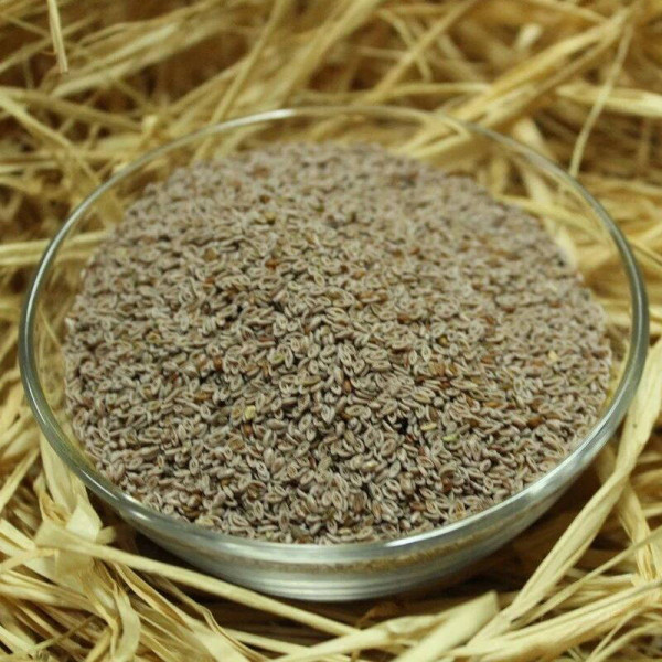 Blond psyllium seeds