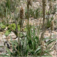 Blond psyllium seeds