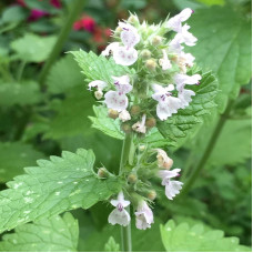 Catnip seeds