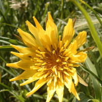 Meadow salsify seeds