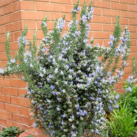 Rosemary seeds