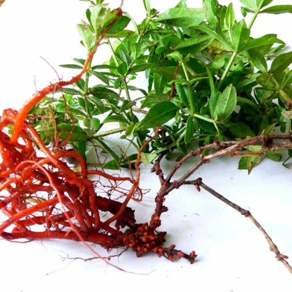 Madder seeds