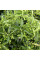 Madder seeds