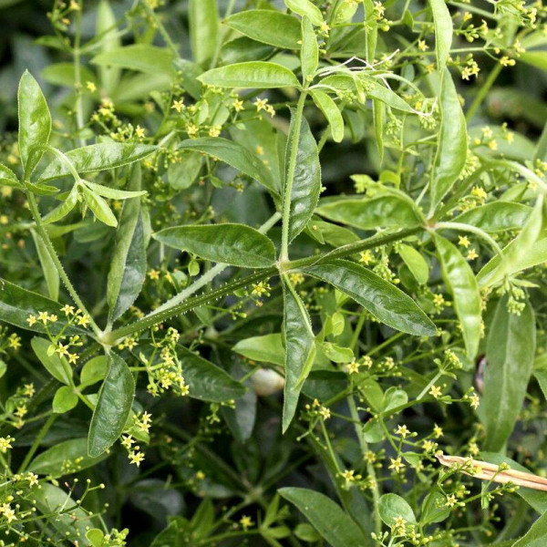 Madder seeds