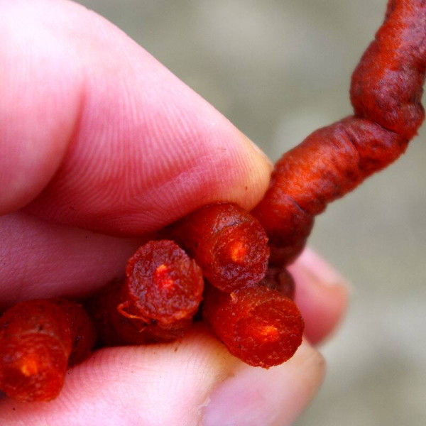 Madder seeds