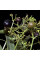 Madder seeds