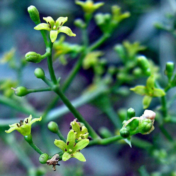 Madder seeds