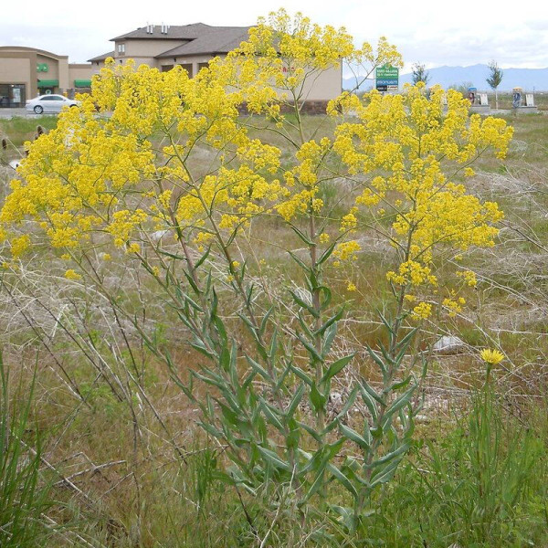 Woad seeds