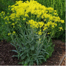 Woad seeds