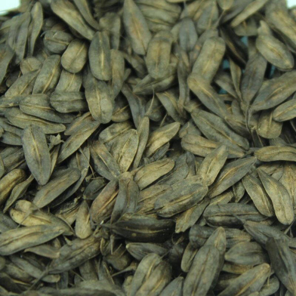Woad seeds