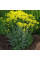 Woad seeds