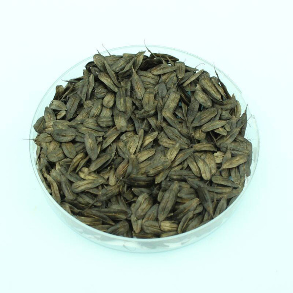 Woad seeds