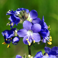 Jacob's-ladder seeds