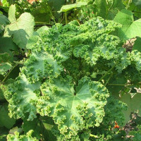 Chinese mallow seeds