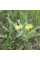 Astragalus dasyanthus seeds «Favorite»