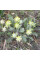 Astragalus dasyanthus seeds «Favorite»