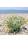 Yellow horned poppy seeds «Helios»