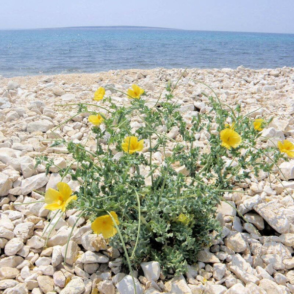 Yellow horned poppy seeds «Helios»
