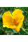 Yellow horned poppy seeds «Helios»