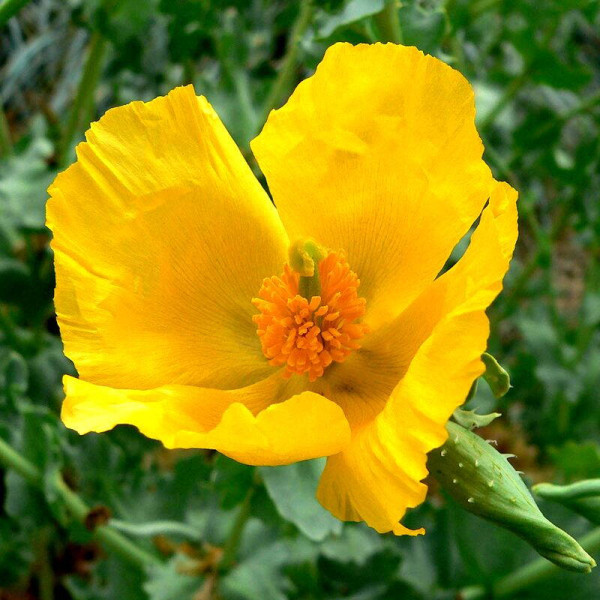Yellow horned poppy seeds «Helios»
