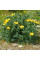 Yellow horned poppy seeds «Helios»