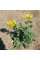 Yellow horned poppy seeds «Helios»