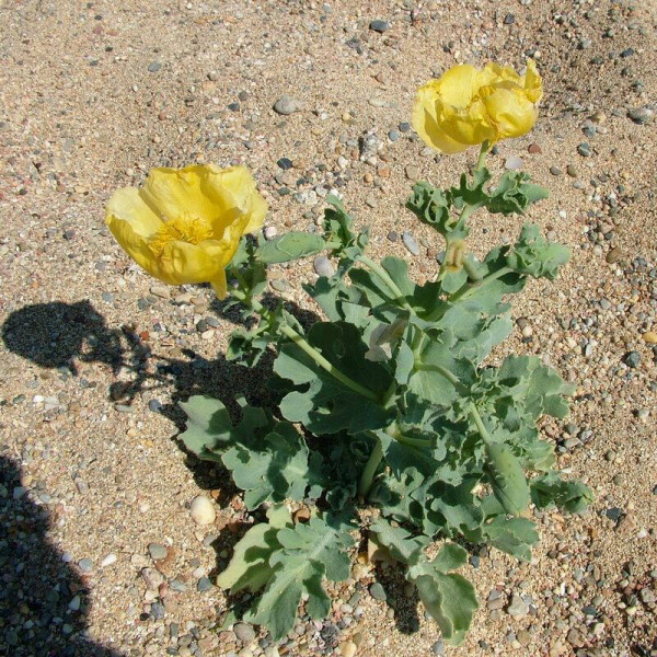 Yellow horned poppy seeds «Helios»