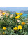Yellow horned poppy seeds «Helios»