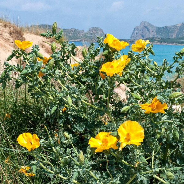 Yellow horned poppy seeds «Helios»