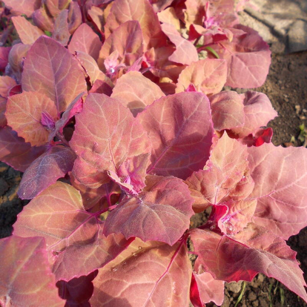 Garden red orache seeds