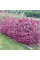 Garden red orache seeds