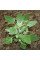 Garden green orache seeds
