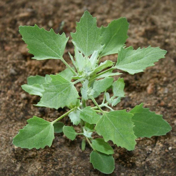 Garden green orache seeds