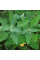 Garden green orache seeds
