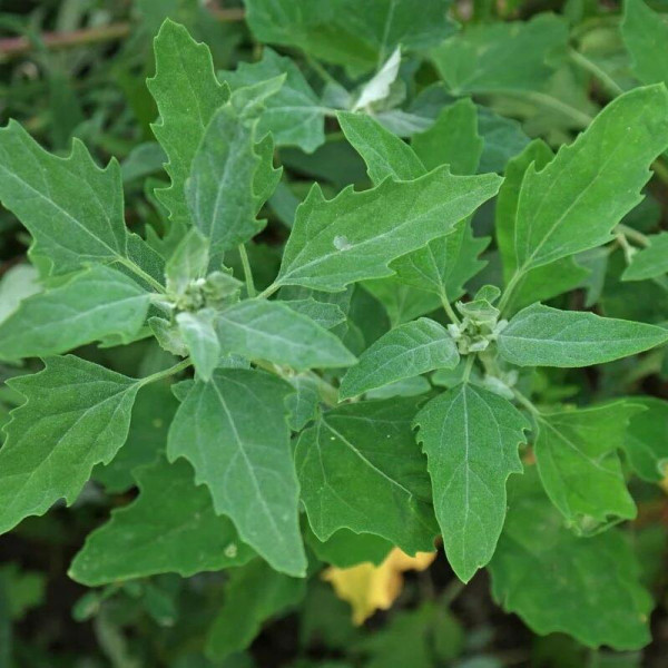 Garden green orache seeds