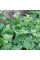 Garden green orache seeds