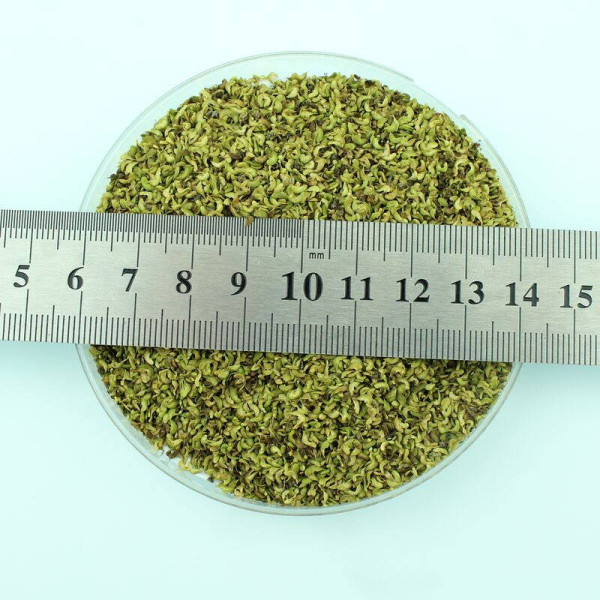 Meadowsweet seeds