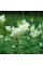 Meadowsweet seeds