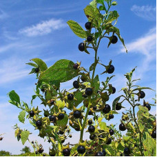 Belladonna seeds «Beauty»