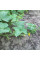 Cucumber seeds «Sphinx»