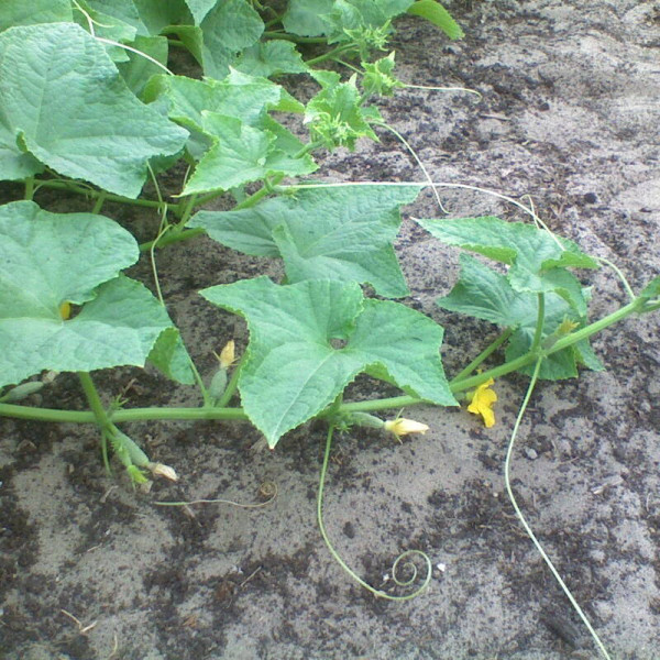 Cucumber seeds «Sphinx»