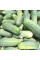 Cucumber seeds «Sphinx»