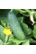 Cucumber seeds «Abundant»