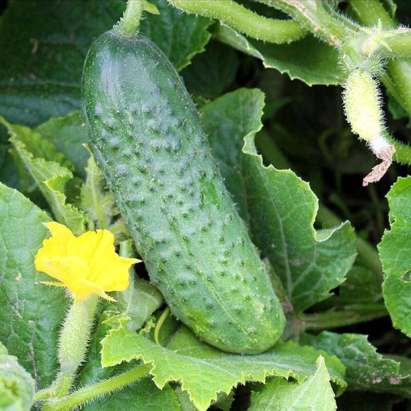 Cucumber seeds «Abundant»