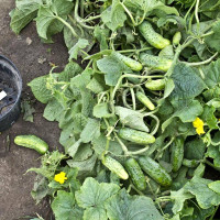 Cucumber seeds «Abundant»