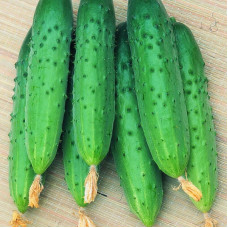 Cucumber seeds «Corporal» F1