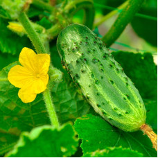Cucumber seeds «Borovychok» F1