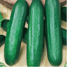 Cucumber seeds «Emelya»