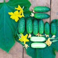 Cucumber seeds «Kid»
