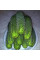 Cucumber seeds «Mother-in-law» F1